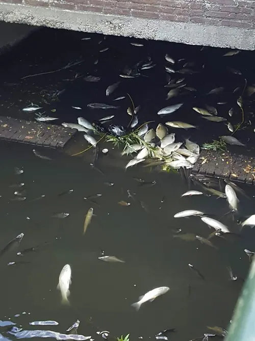 vissterfte molenbeek sittard 2