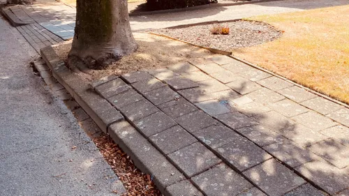 vredeslaan beuken trottoir limbricht