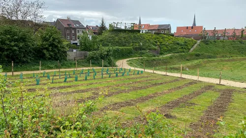 wijngaard bij fort sanderbout in sittard