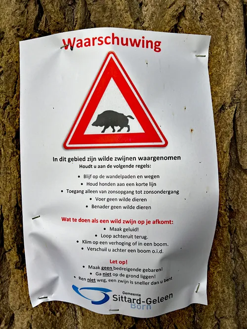 wilde zwijnen 2024 kollenberg