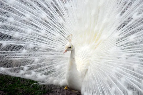 witte pauw met uitgewaaierde staart 1500