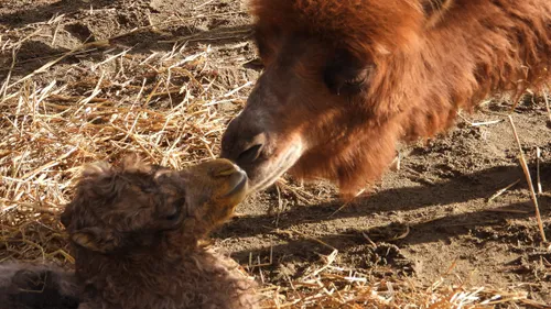 yasmine maakt kennis met soraya