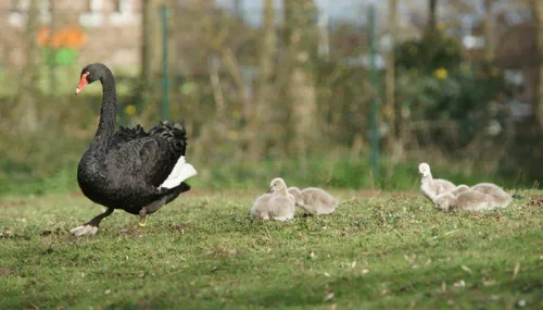 zwarte zwaan met kuikens 2016