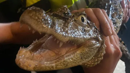 De inbeslaggenomen brilkaaiman.