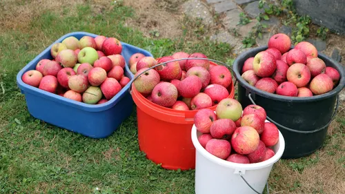 plocc88k snoeicursus fruitwei broekstraat 4