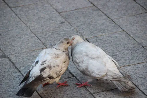 Duiven, kussend Leo_65, Pixabay