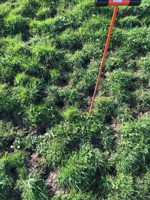 dijkinspectie muizenschade