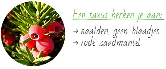 taxus met rode zaadmantel