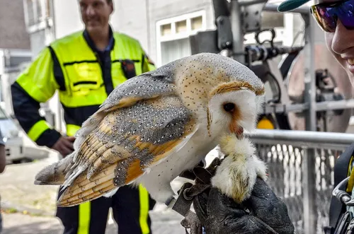 uil in boom tilburg 1