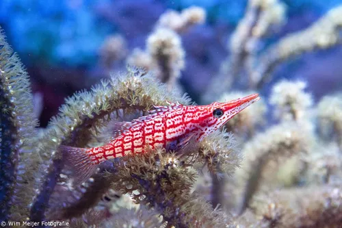 10495020 839565646055389 6029041955154802610 o