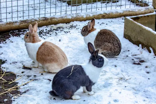 3 konijnen1