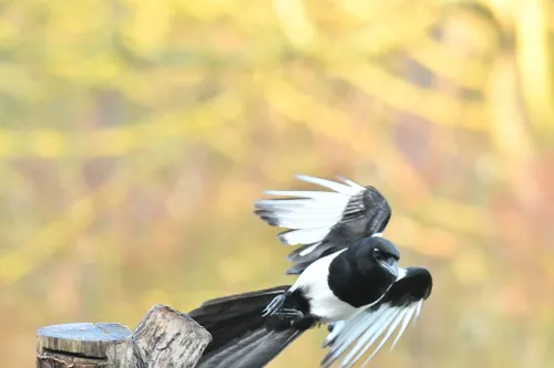 59645996 2212772758809353 7995470294569451520 n