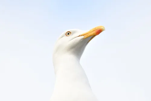 59759417 1196901850470104 74846024245444608 n