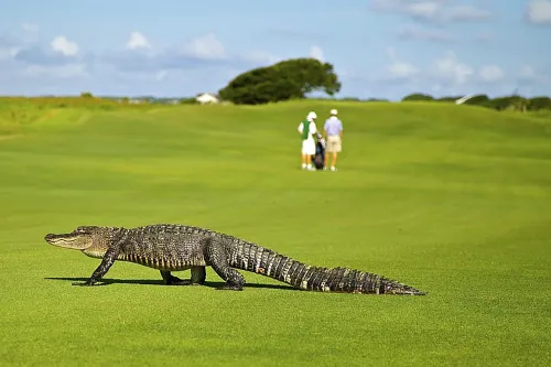 alligator 1593899 1280 needpix