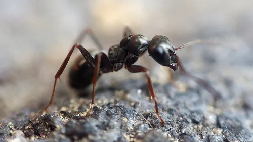 ant 1350089 1280 pixa