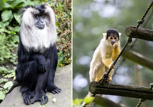 baardaap en mister nilsson