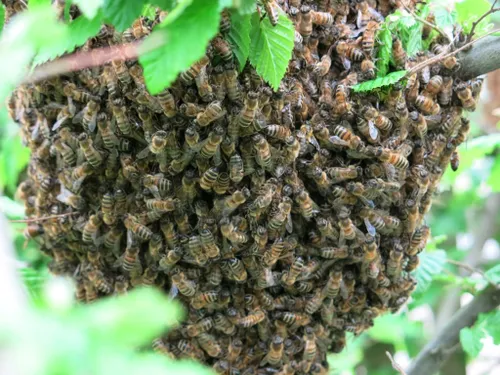 bees 4116811 1920 1024x768