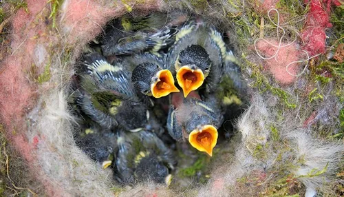 birds nest 768779 banner pixabay