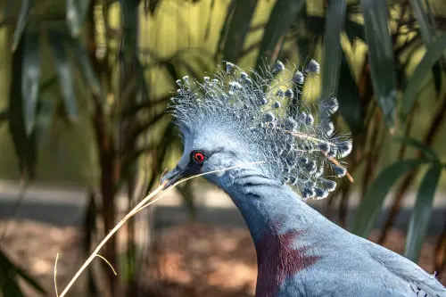 blue bird