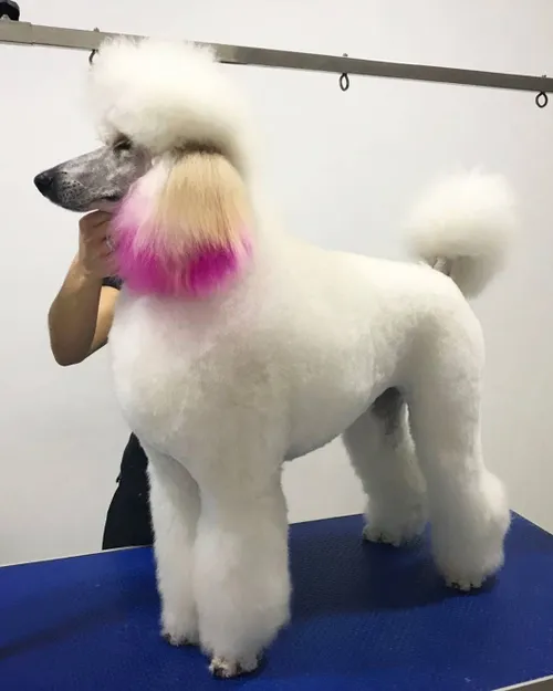 caniche gigante poodle