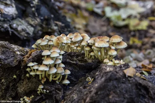 cdnnieuwsnl5i5a3675 1024x683 e687e4cb5f1af6e9449a116c76e7f64aa0e9980d