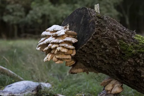 cdnnieuwsnl5i5a5590 1024x683 53ba6a66b44828bb74c6d5a8faa07ff3a160dbff