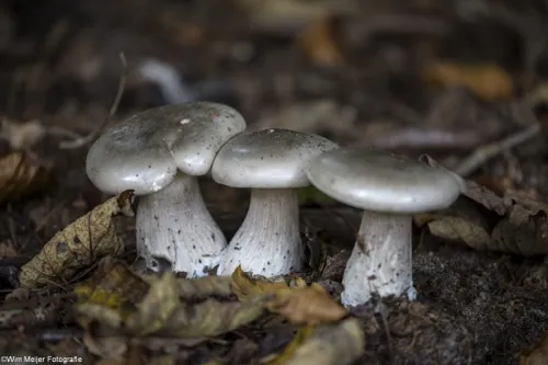 cdnnieuwsnl5i5a5614 1024x683 5369796b58e528cbc91c7df130ef9e2df6c736f6