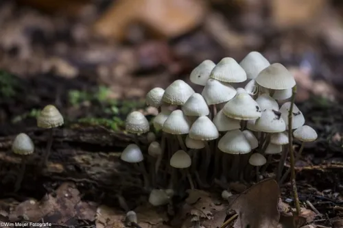 cdnnieuwsnl5i5a5620 1024x683 0938469ac0c2358c271bd57108b2b2bbbe7505c1