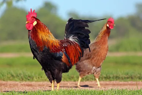 chicken 3547113 1920 pixabay