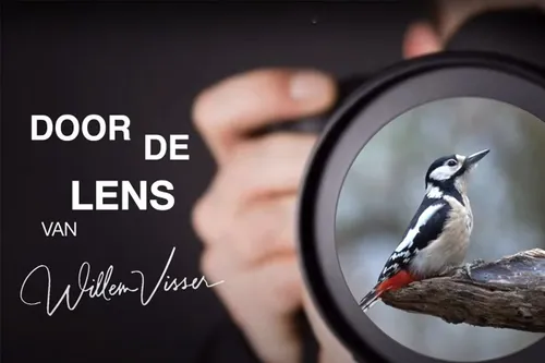 fotocursus vogels