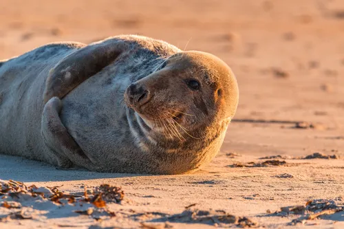 grey seal 1969506 1920