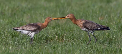 gruttos hans brinks2