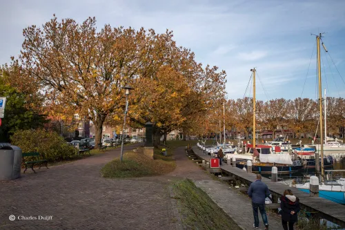haven bomen