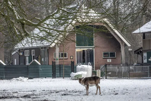 hertje voor gebouw