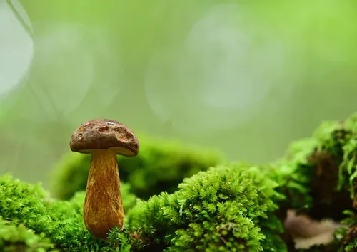 het bos zit vol met sprookjesachtige tafereeltjes