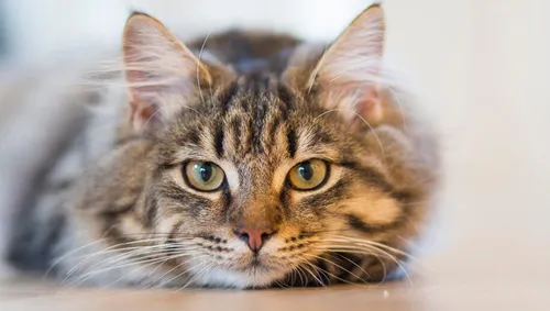 image from rawpixel id 3337598 original 915x518 1