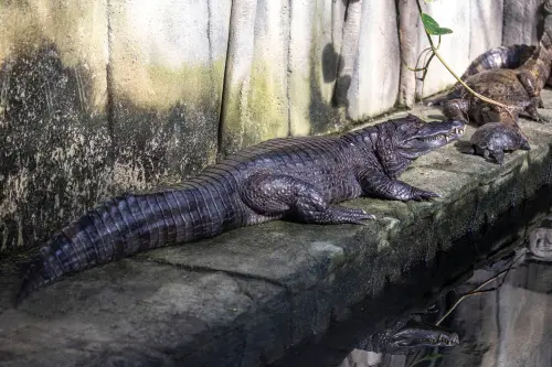 krokodil1