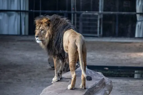 lion knappert
