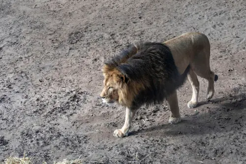 lionjpg