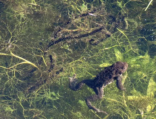 paddensnoer en pad henk van bruggen r 1 1024x778