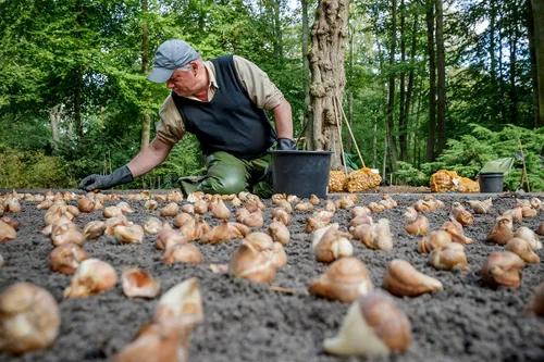 planting bulbs gardener 1