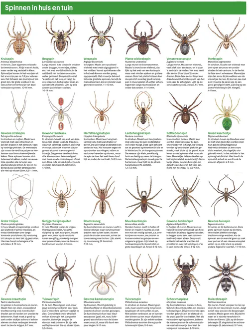 spinnenkaart