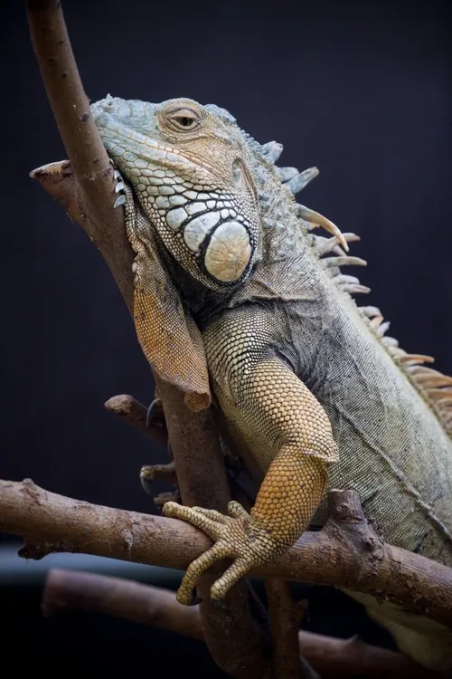 tumblr mrn3rftowi1svvyvco9 1280