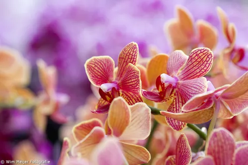 tumblr n4pil7fvr71svvyvco1 1280