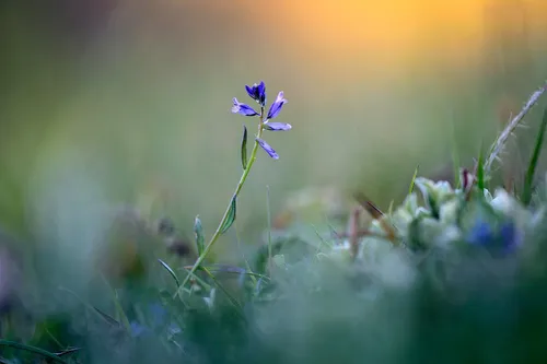 vleugeltjesbloem door ronald van wijk