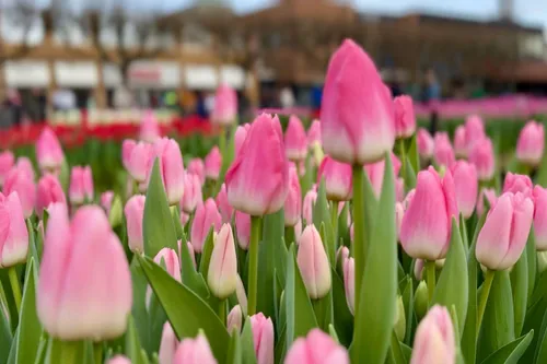 whatsapp image 2024 01 20 at 155044 1