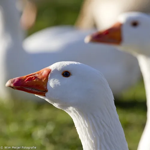 wim meijer fotografie gans3