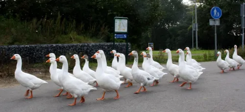 wim meijer fotografie img 3095c 1024x470 1