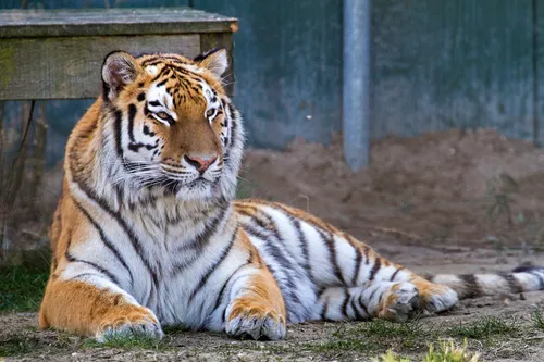 wim meijer fotografie stichting leeuw2