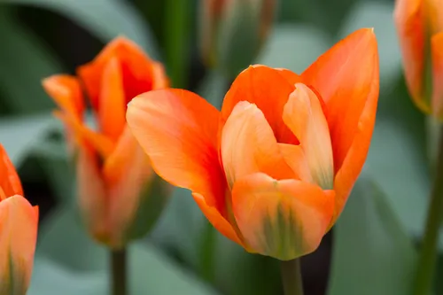 wim meijer fotografie tulp03